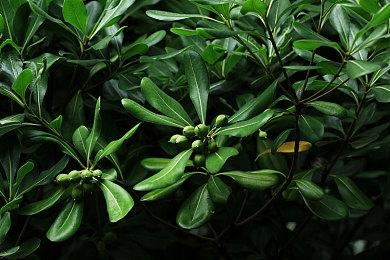 威世智推出新《龙与地下城》 游戏不再有版本更替